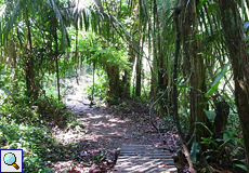 Wanderweg auf dem Gelände des Naturschutzgebiets der Hacienda Barú