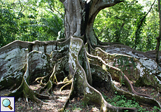 Brettwurzeln eines Baumes