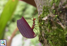 Blattschneiderameise (Leaf-cutting Ant, Atta sp.)