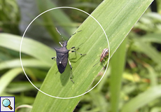 Proxys punctulatus (Black Stink Bug)