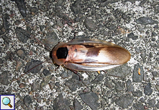 Riesenschabe (Giant Cockroach, Blaberus giganteus)