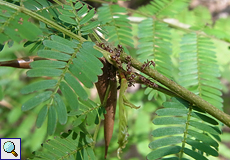 Pseudomyrmex ferruginea (Acacia Ant) auf Stierhorn-Akazie (Acacia cornigera)