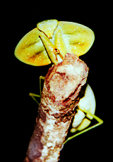 Schildmantis (Shield Mantis, Choeradodis sp.)