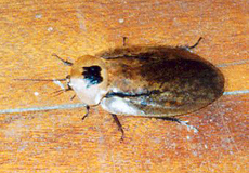 Geflügelte Riesenschabe (Peppered Roach, Archimandrita tesselata)
