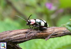 Omophoita aequinoctialis (Aequinoctal Flea Beetle)