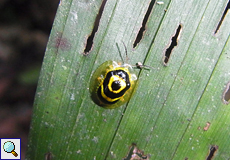 Ischnocodia annulus (Target Beetle)