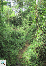 Bachlauf auf dem Gelände der La Selva Biological Station