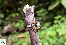 Weibliche Springspinne (Phiale formosa) auf dem Gelände der La Selva Biological Station