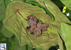 Zwergfruchtfledermäuse (Artibeus phaeotis) auf dem Gelände der La Selva Biological Station