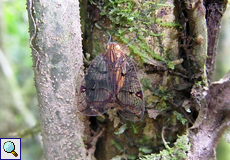 Eine Zikade der Gattung Biolleyana auf dem Gelände der La Selva Biological Station