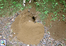Eingang eines Ameisennests auf dem Gelände der La Selva Biological Station
