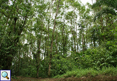 Wald auf dem Gelände der La Selva Biological Station