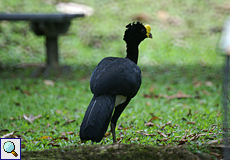 Männlicher Tuberkelhokko (Crax rubra) auf dem Gelände der La Selva Biological Station