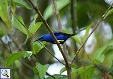 Männlicher Azurnaschvogel (Cyanerpes lucidus) auf dem Gelände der La Selva Biological Station