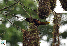 Rotkopf-Stirnvogel (Psarocolius wagleri) auf dem Gelände der La Selva Biological Station