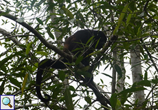 Mantelbrüllaffe (Alouatta palliata) auf dem Gelände der La Selva Biological Station