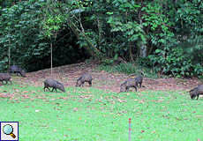 Eine Gruppe Halsbandpekaris (Pecari tajacu) auf dem Gelände der La Selva Biological Station