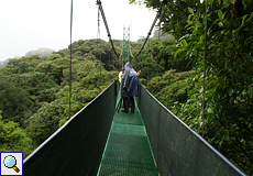 Hängebrücke über dem Kronendach im Bergnebelwald