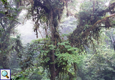 Dichte Vegetation im Bergnebelwald