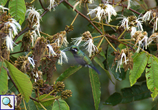 Purpurkehlnymphe (Lampornis calolaemus) im Nebelwald von Santa Elena