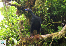 Schwarzguan (Chamaepetes unicolor) im Nebelwald von Santa Elena