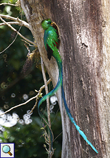 Männlicher Quetzal (Pharomachrus mocinno) im Nebelwald von Santa Elena