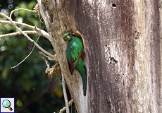 Weiblicher Quetzal (Pharomachrus mocinno) im Nebelwald von Santa Elena