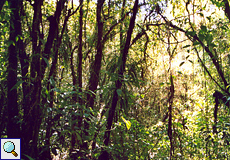 Dichtes Grün im Nebelwald des Santa Elena Biological Reserve