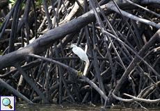 Schmuckreiher (Egretta thula) rastet in Mangroven am Ufer des Golfs von Nicoya