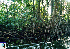 Mangroven am Ufer des Río Sierpe