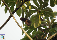 Cecropia (Trumpet Tree, Cecropia sp.) mit Kurzschnabeltaube (Patagioenas nigrirostris)