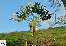 Baum der Reisenden (Voyager's Tree, Ravenala madagascariensis)