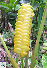 Calathea crotalifera (Rattlesnake Plant)