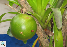 Frucht eines Kalebassenbaums (Calabash Tree, Crescentia cujete)