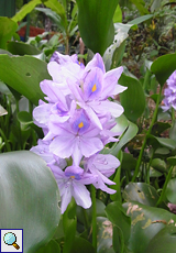 Wasserhyazinthe (Water Hyacinth, Eichhornia sp.)