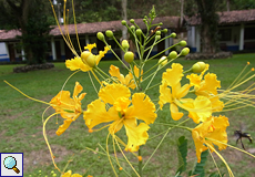 Pfauenstrauch (Pride of Barbados, Caesalpinia pulcherrima), Blüte