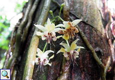 Blüten eines Kakaobaums (Cacao Tree, Theobroma cacao)