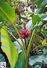 Rosa Zwergbanane (Pink Velvet Banana, Musa velutina)