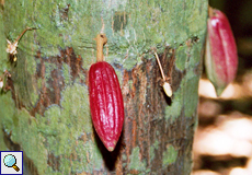 Kleine Frucht eines Kakaobaums (Cacao Tree, Theobroma cacao)