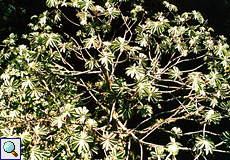 Cecropia (Trumpet Tree, Cecropia sp.)