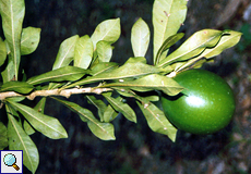 Kalebassenbaum (Calabash Tree, Crescentia cujete)