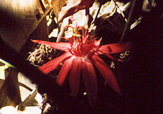 Scharlachrote Passionsblume (Red Passion Flower, Passiflora coccinea)