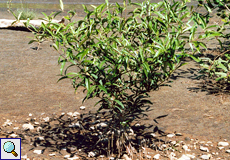 Schwarze Mangrove (Black Mangrove, Avicennia germinans)