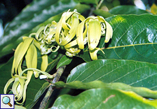 Ylang-Ylang (Perfume Tree, Cananga odorata)
