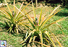 Zier-Ananas (Pineapple, Ananas sp.)