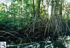 Rote Mangrove (Red Mangrove, Rhizophora mangle)