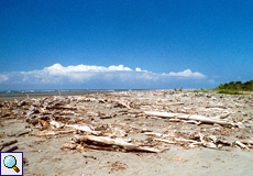 Totholz am Strand von Playa Tortuga