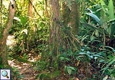 Wanderweg mit tropischer Vegetation im Braulio-Carrillo-Nationalpark