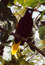 Montezumastirnvogel (Psarocolius montezuma)
