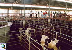 Von einem Steg aus wurden die Rinder vor der Auktion genau betrachtet